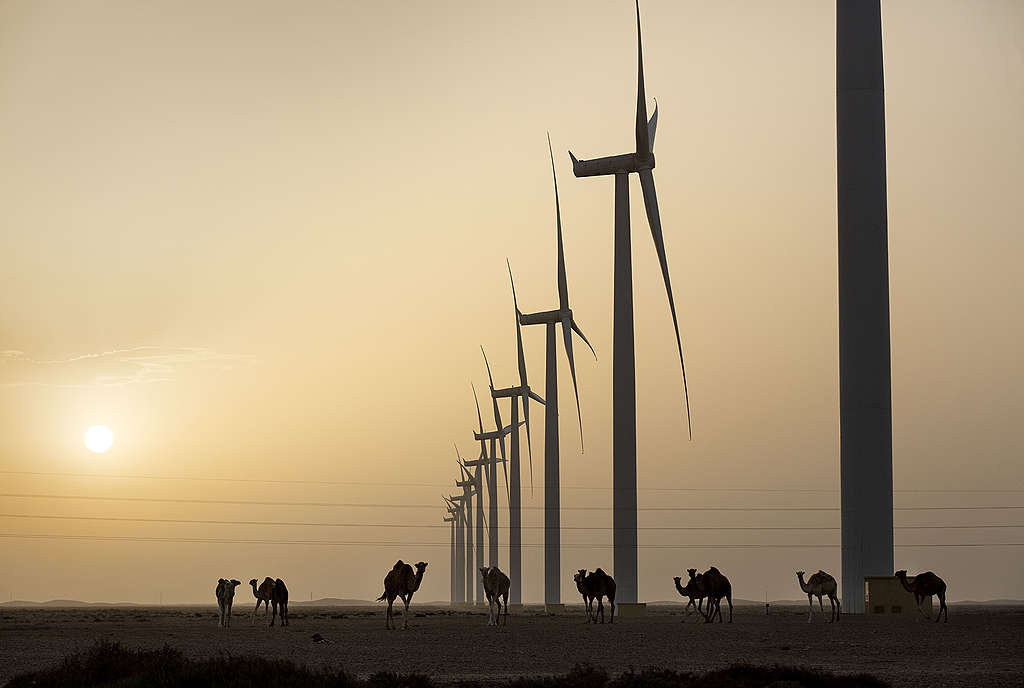 Middle East and North Africa climate change impacts - Dromedaries and wind farm in Morocco at sunset