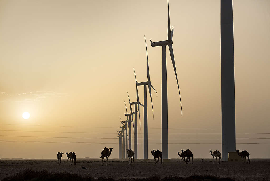 Middle East and North Africa climate change impacts - Dromedaries and wind farm in Morocco at sunset Middle East and North Africa climate change impacts - Dromedaries and wind farm in Morocco at sunset