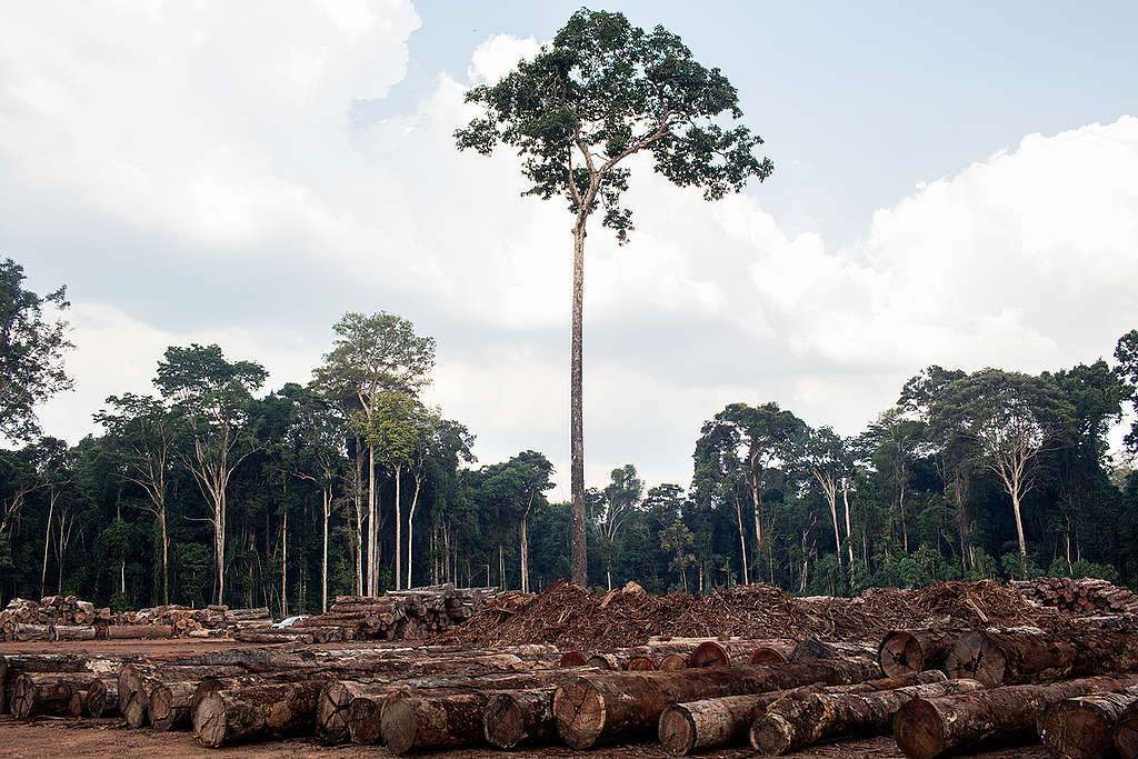 Timber from a PMFS in Brazil. Timber from a PMFS in Brazil.