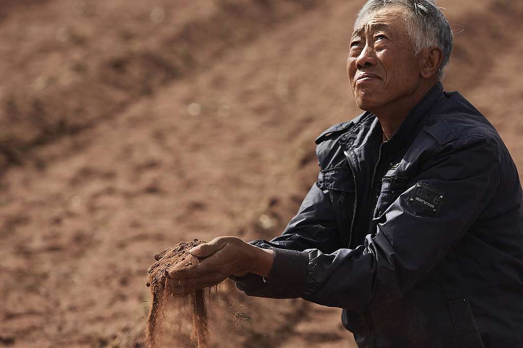 Zhang Dadi, a local farmer, prays for rain in the middle of his corn field that he cannot irrigate