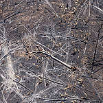Fire and Deforestation in Porto Velho in the Amazon in Brazil. © Nilmar Lage / Greenpeace