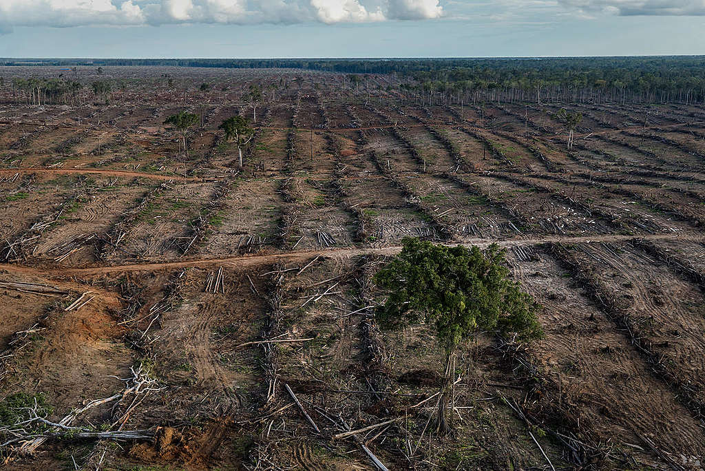 PT Internusa Jaya Sejahtera (PT IJS) Oil Palm Concession  in Papua. © Ulet  Ifansasti / Greenpeace