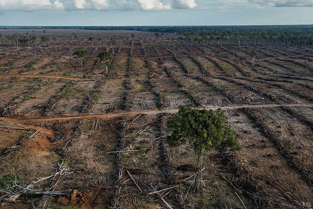 PT Internusa Jaya Sejahtera (PT IJS) Oil Palm Concession  in Papua. © Ulet  Ifansasti / Greenpeace