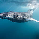 Humpback Whale Underwater in Indian Ocean, Western Australia. 