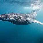 Humpback Whale Underwater in Indian Ocean, Western Australia. 