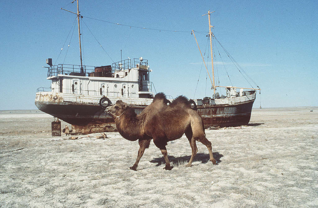A camel walks by a ship that sits in the dry bed of Lake Aral in Siberia Lake Aral in Siberia. © Yuri Kuidin / Greenpeace