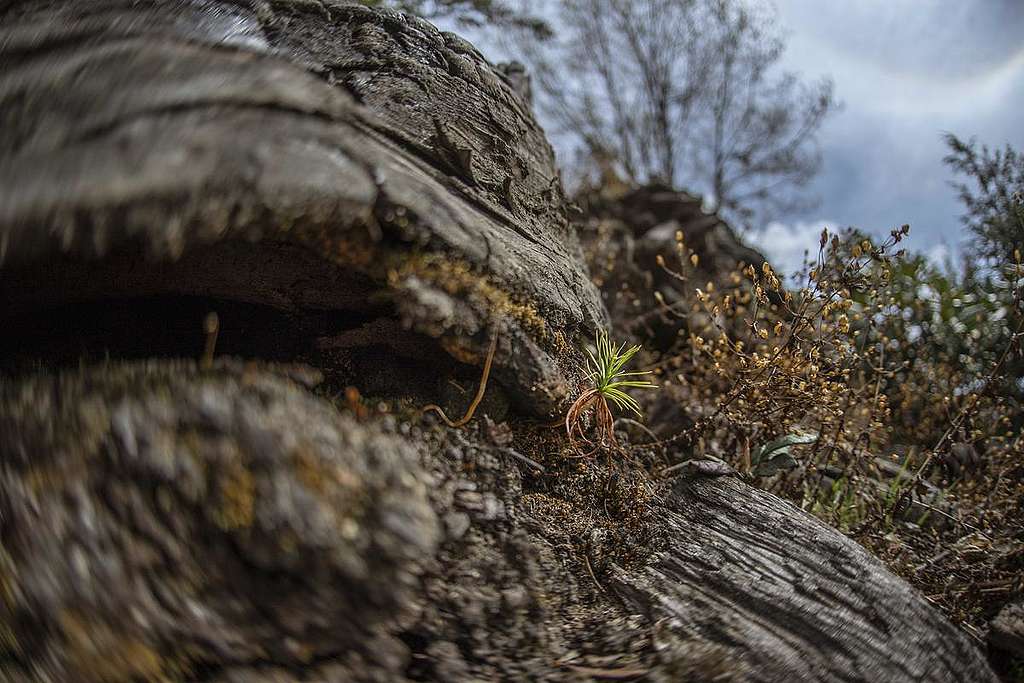 Himalayan Hemlock Sapling in Yunnan, China. © Yan Tu / Wild China / Greenpeace