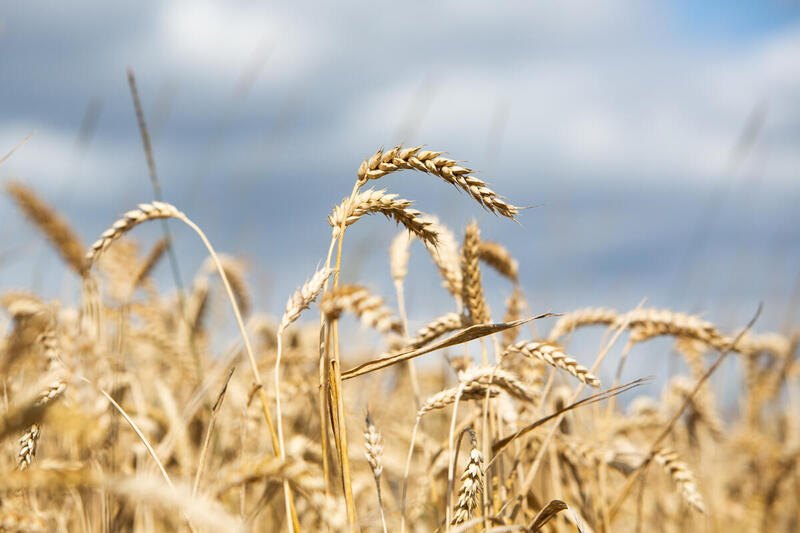 Wheat harvest in Lower Saxony, Germany © Lucas Wahl / Greenpeace