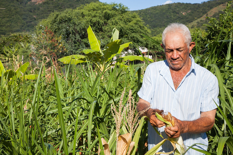 Agroflorestry in the Community Enjeitado © Vladia Lima/ ASA