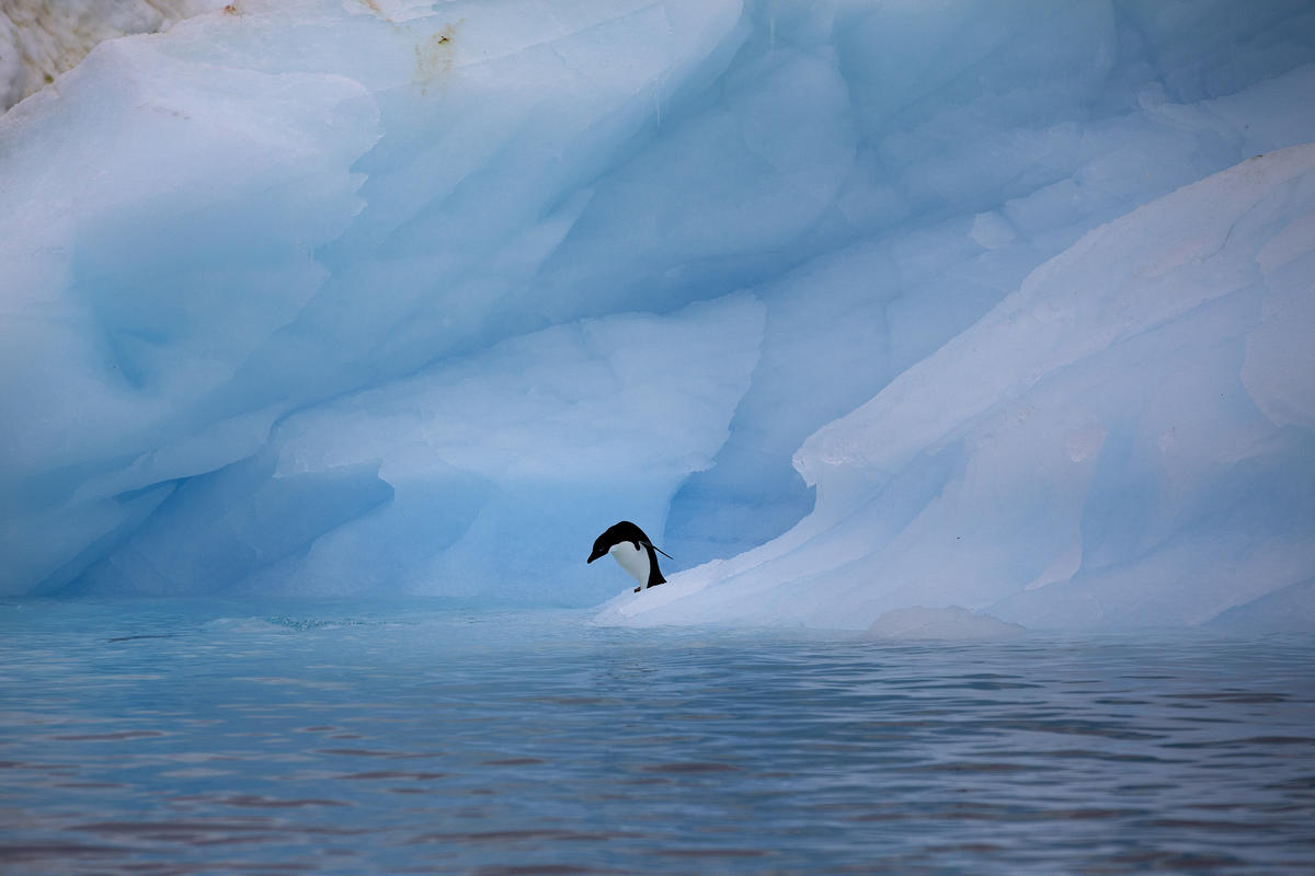 Adelie Penguins Near Paulet Island. © Abbie Trayler-Smith / Greenpeace