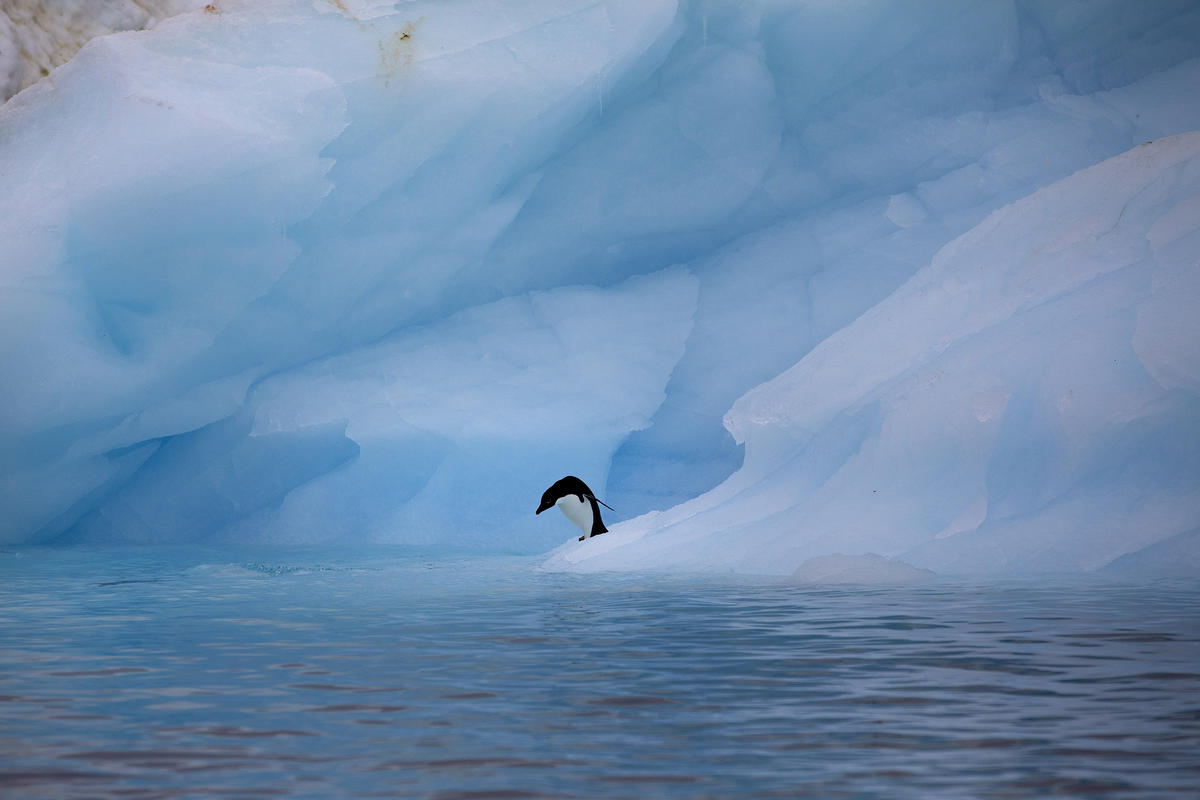 Adelie Penguins Near Paulet Island. © Abbie Trayler-Smith / Greenpeace
