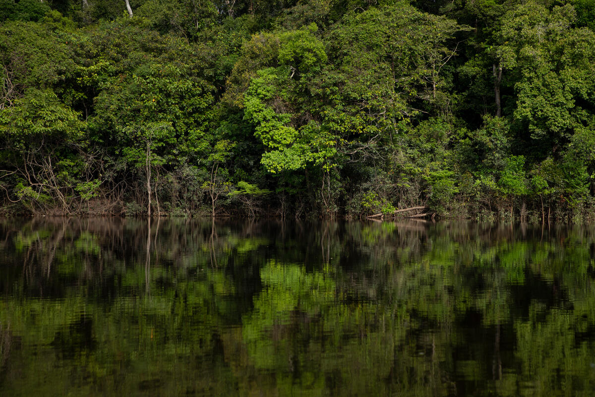 Beauty of the Manicoré River, Amazonas, Brazil. © Nilmar Lage / Greenpeace