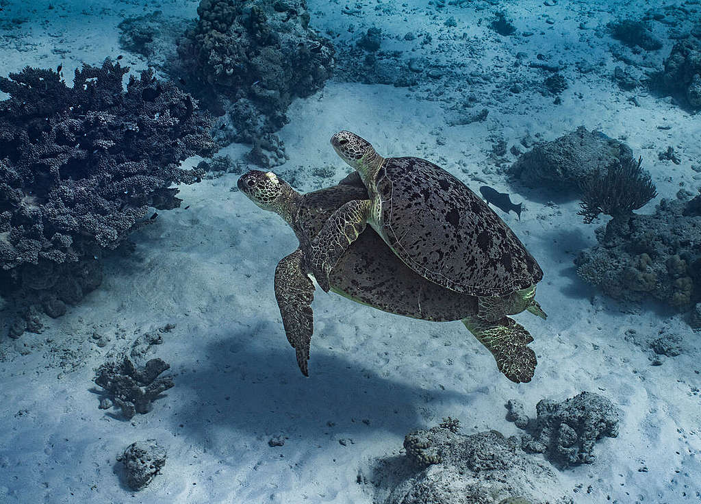 Green Turtles in Scott Reef, Western Australia. © Alex Westover and Wendy Mitchell / Greenpeace