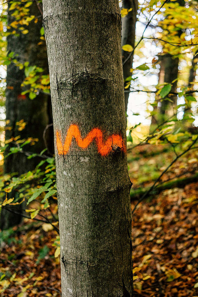 Polish Carpathians in the Autumn. © Max Zielinski / Greenpeace
