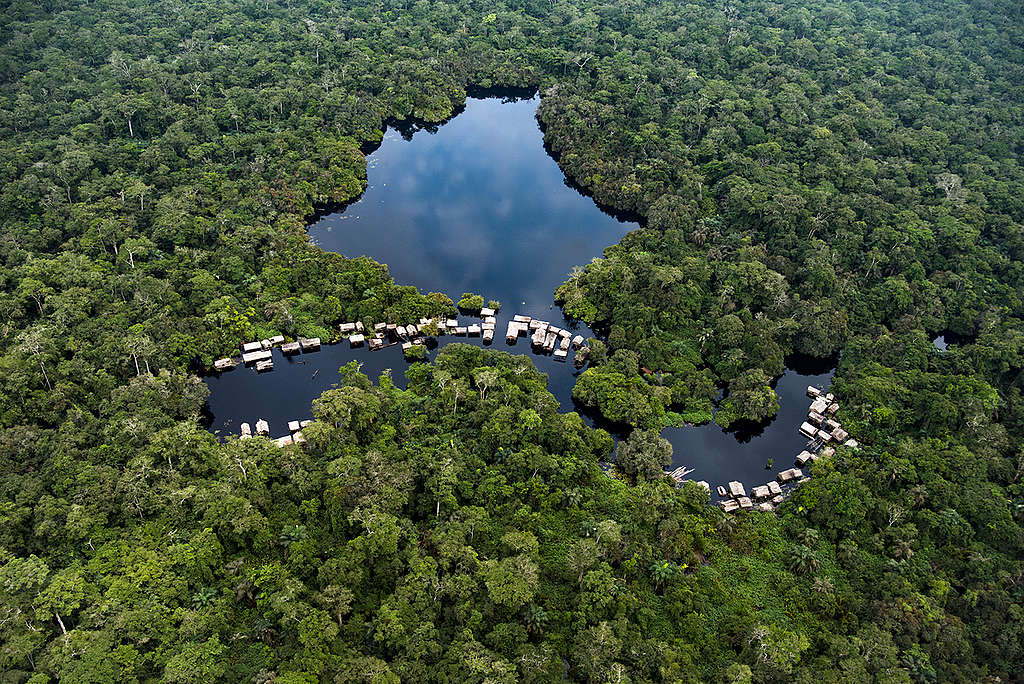Peatland Forest in DRC. © Daniel Beltrá / Greenpeace