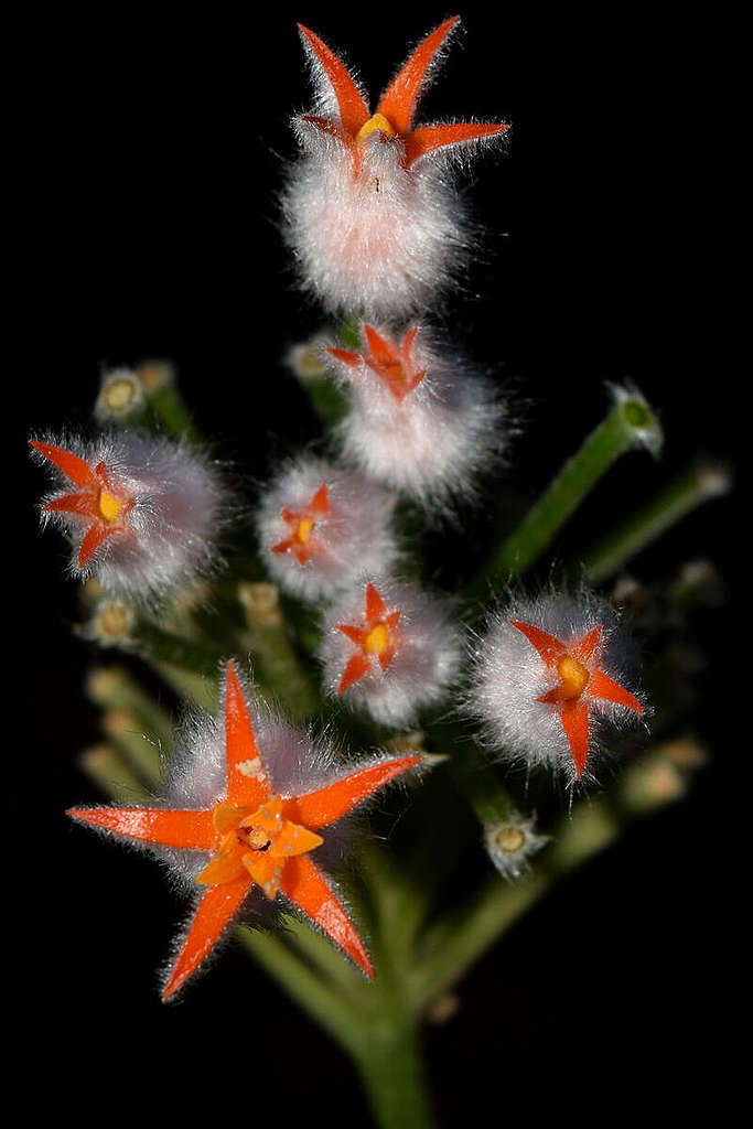 Gurania Spruceana in the Amazon. © Francisco Pacaya / Greenpeace