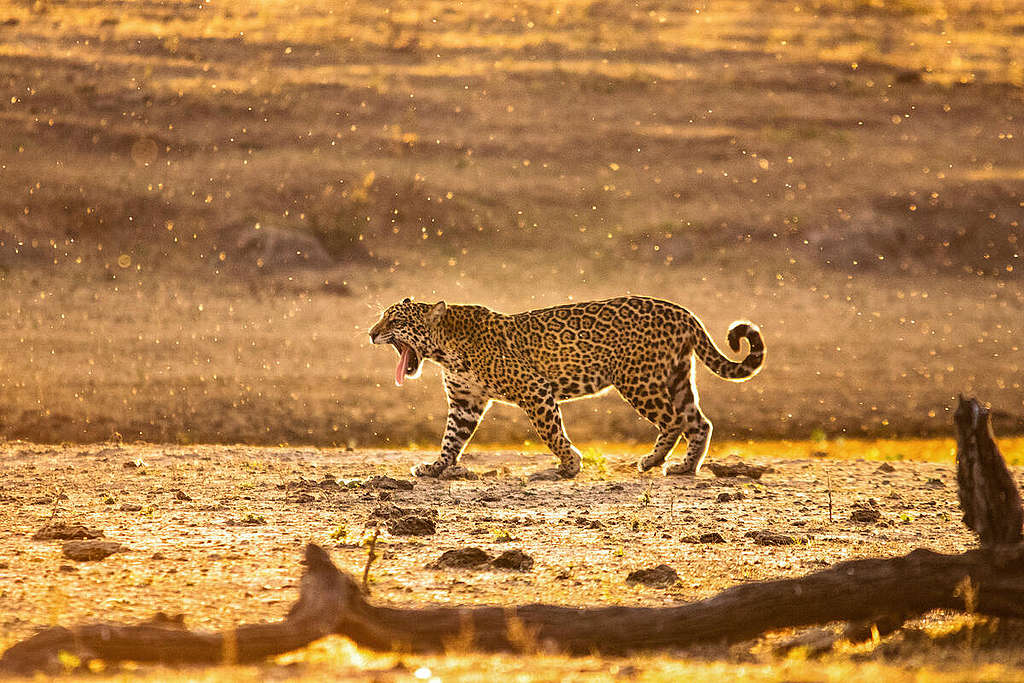 Jaguar (Pantera Onca) in Pantanal of Mato Grosso, Brazil. © Carlos Eduardo Fragoso / Greenpeace