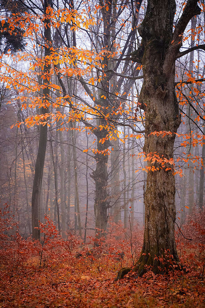 Carpathian Forest in Poland. © Konrad Skotnicki / Greenpeace