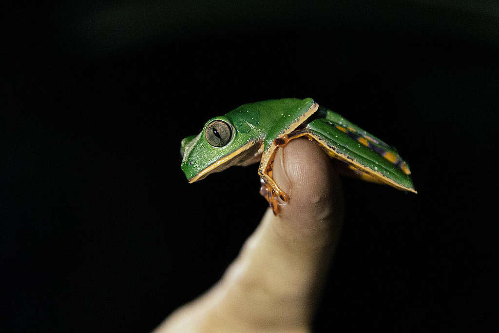 Herpetofauna Researchers in the Amazon, Brazil. © Tuane Fernandes / Greenpeace Biodiversity in the Manicoré River, Brazil. © Tuane Fernandes / Greenpeace
