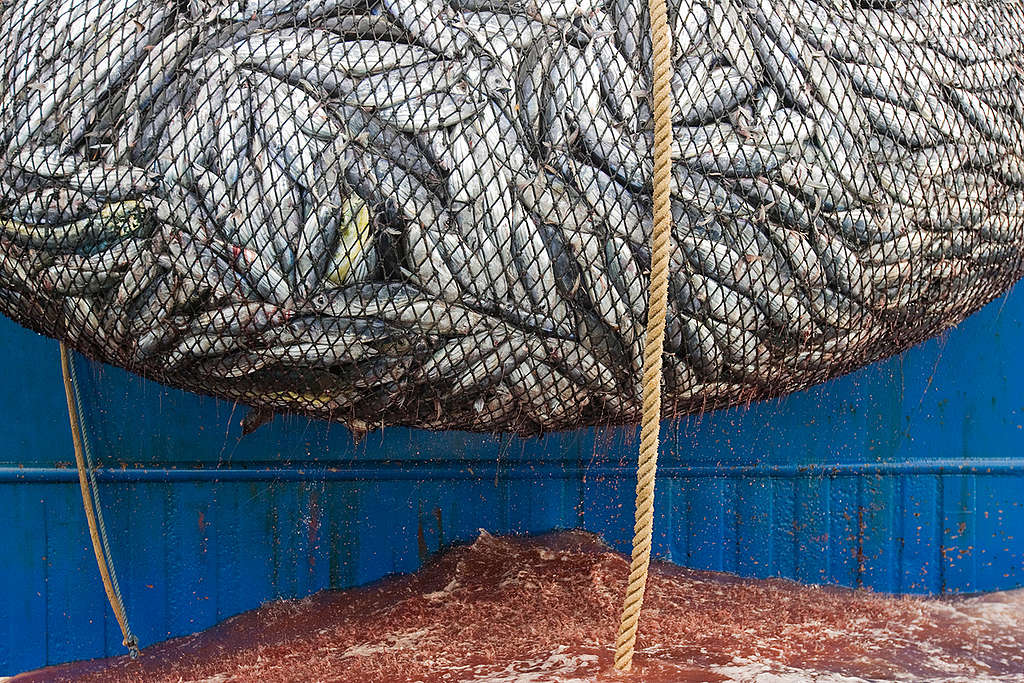 Fish on Purse Seiner in East Pacific Ocean. © Alex Hofford / Greenpeace Fish on Purse Seiner in East Pacific Ocean. © Alex Hofford / Greenpeace