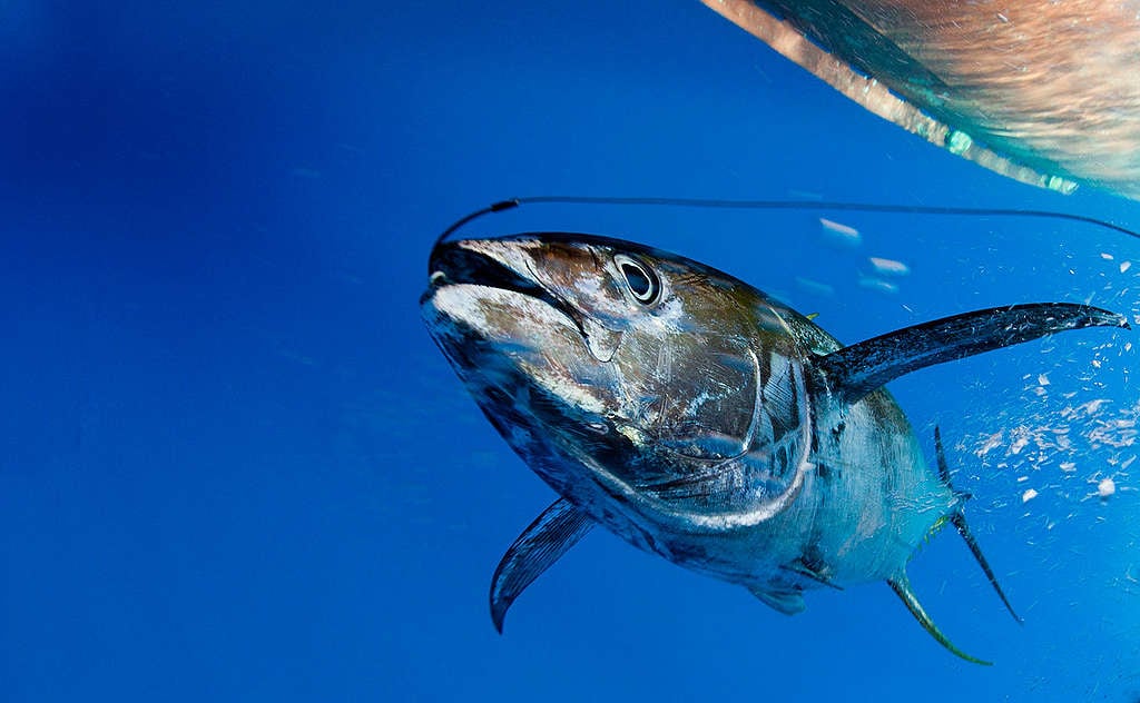 Atún capturado por palangrero español.  © Paul Hilton / Greenpeace