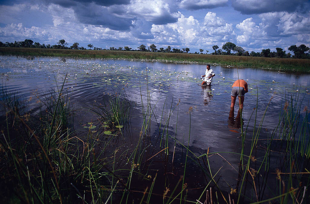 Pan in the Okavango Swamp. © Greenpeace / Tony Marriner