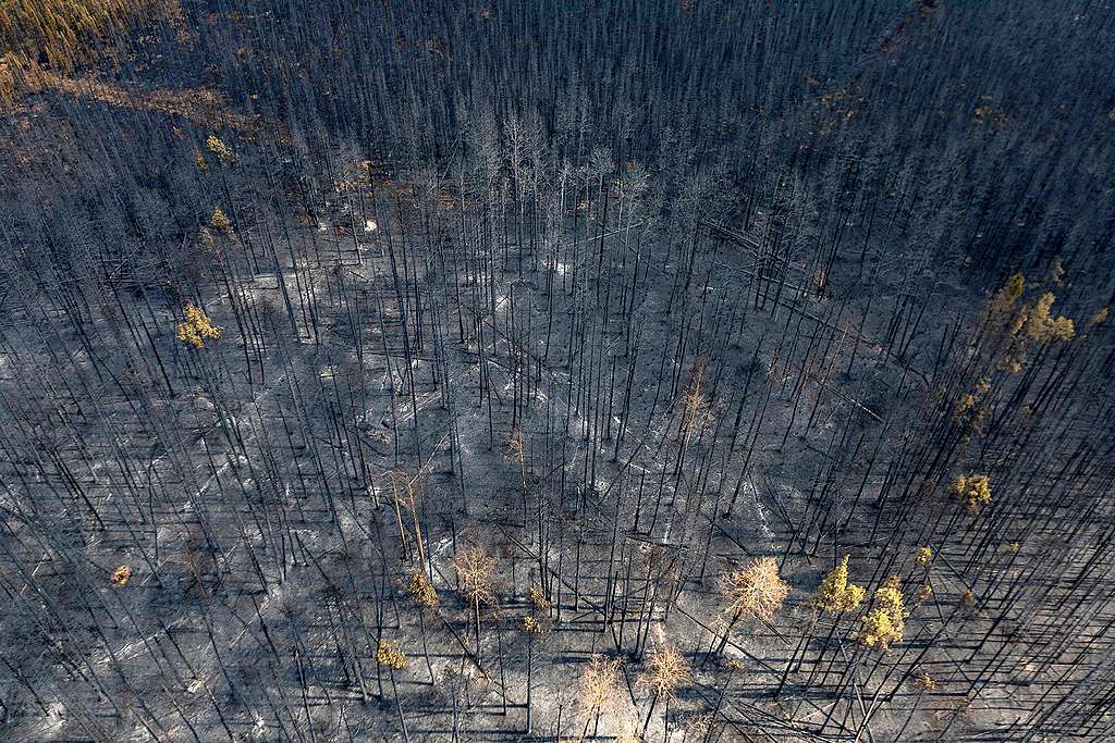 A burnt landscape caused by wildfires is pictured near Entrance, Wild Hay area, Alberta, Canada on May 10, 2023. As Canada struggled to control wildfires that have forced thousands to flee, halted oil production and razed towns, with the western province of Alberta calling for federal help. Some 30,000 people were ordered to leave their homes over the past three days, as nearly 100 fires flared across the province -- including 27 out of control. MEGAN ALBU/AFP via Getty Images