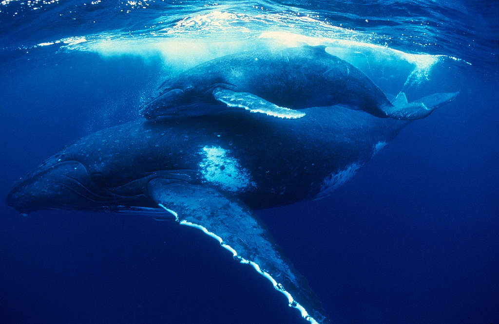Humpback whales in South Pacific. © Doug Perrine / SeaPics.com