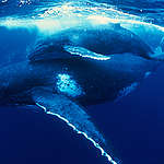 A humpback whale and calf (megaptera novaeangliae) are in the South Pacific Ocean.