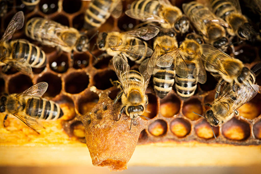 Bees with Queen Cup in Germany. © Fred Dott / Greenpeace