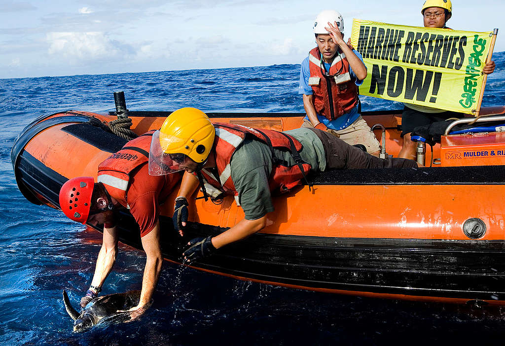 Activists Free a Turtle in the Pacific. © Greenpeace / Paul Hilton