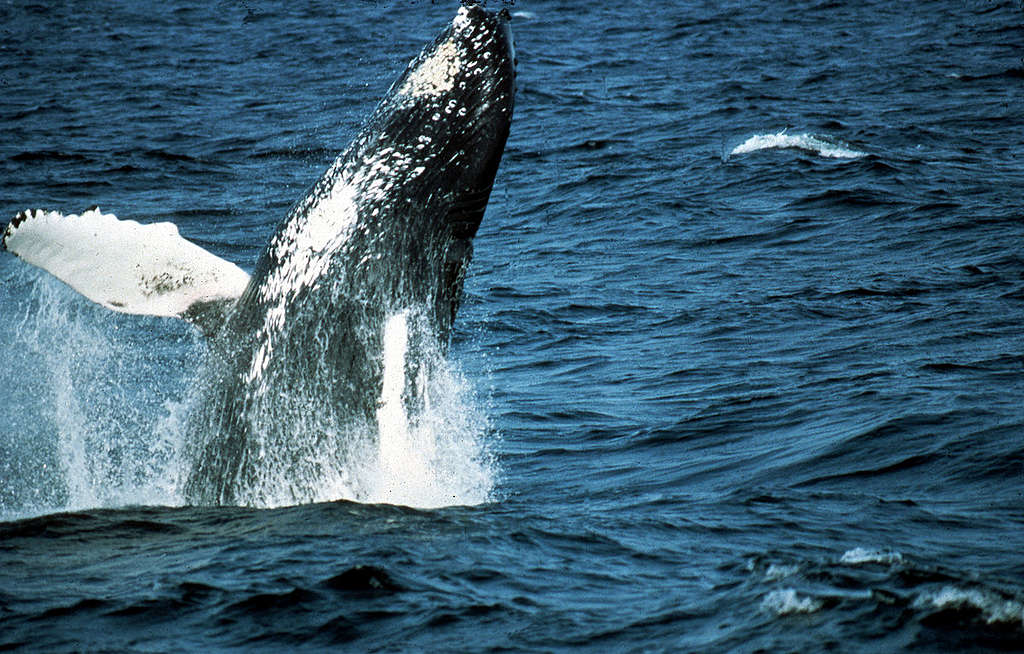 Humpback Whale Watching off Atlantic Coast. © Greenpeace / Pierre Gleizes Humpback Whale Watching off Atlantic Coast. © Greenpeace / Pierre Gleizes