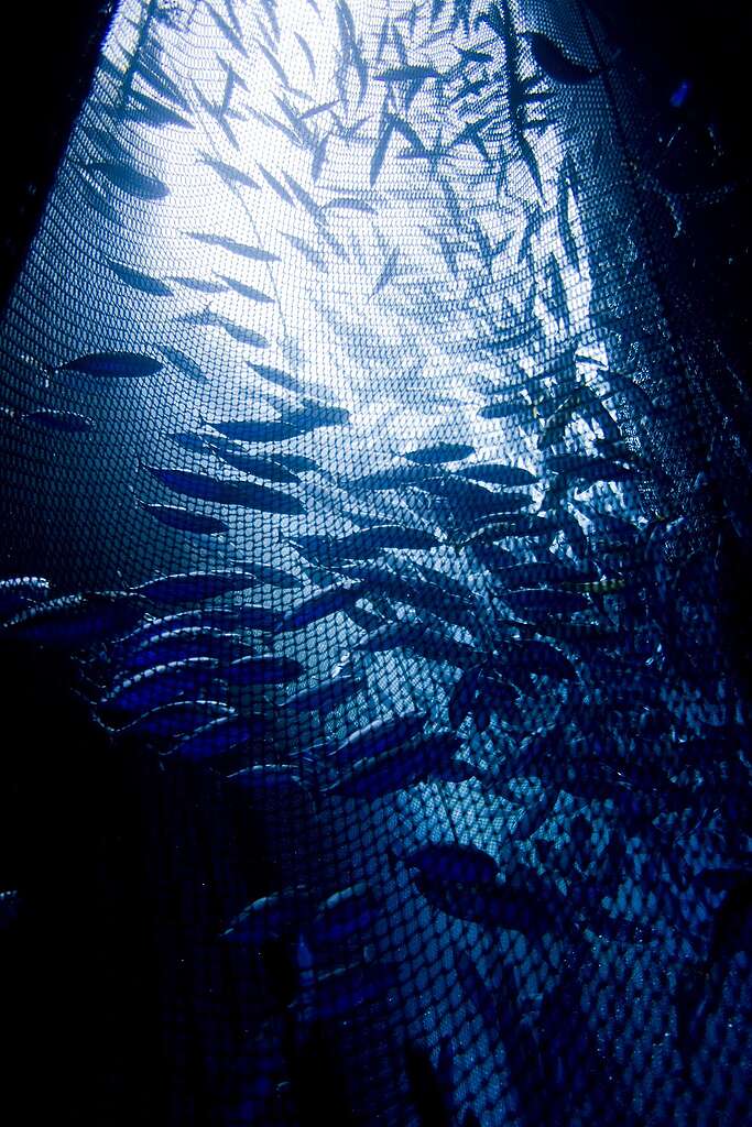 Philippine Purse Seine Fishing Operation. © Alex Hofford / Greenpeace