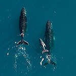 Aerial shot of humpback whales migrating along the Ningaloo Coastline in Western Australia, taken from a helicopter.