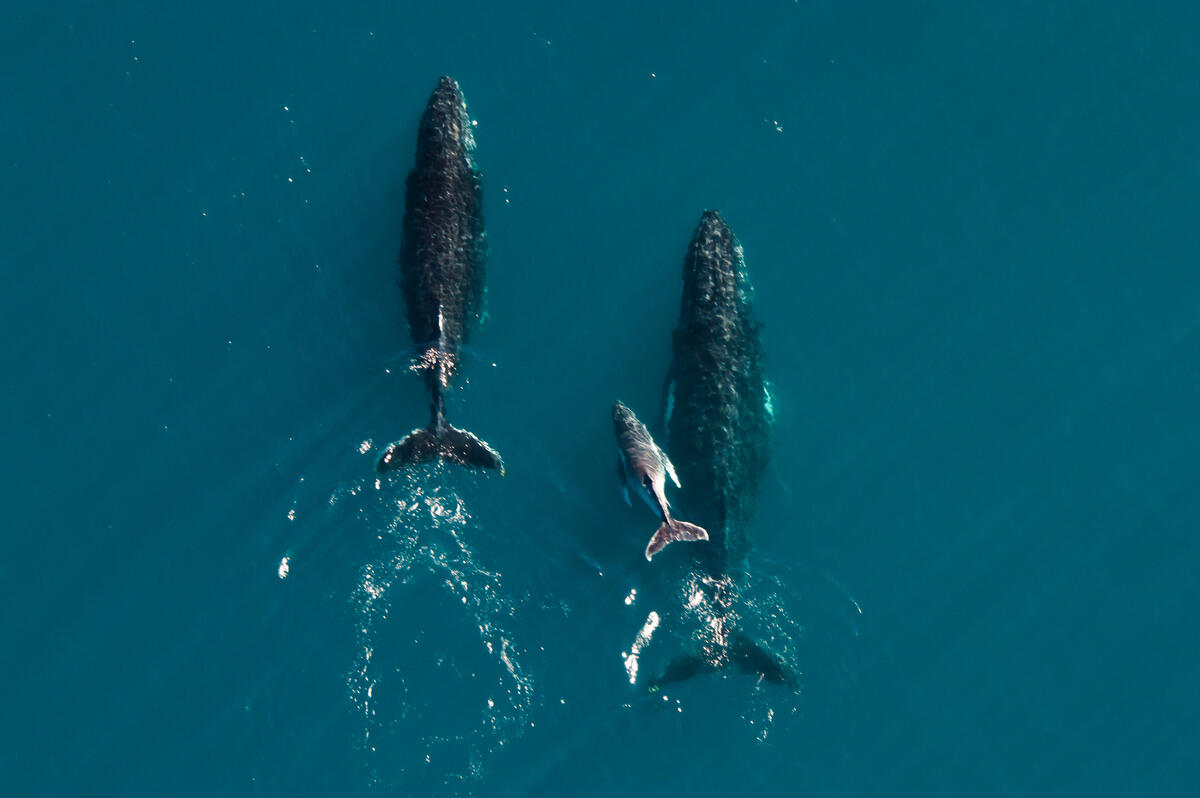 Humpback Whales along Ningaloo Coastline in Western Australia. © Greenpeace / Tiffany Klein
