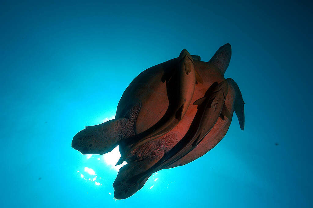 Turtles in Elphinstone Reef - Red Sea Coastal Development in Egypt - 2006. © Greenpeace / Marco Care