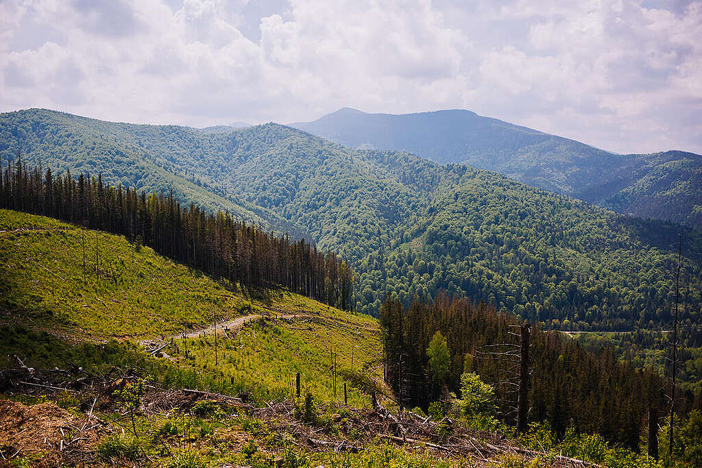 Logged Area in the Carpathian Forest in Ukraine. © Dominik Werner / Greenpeace