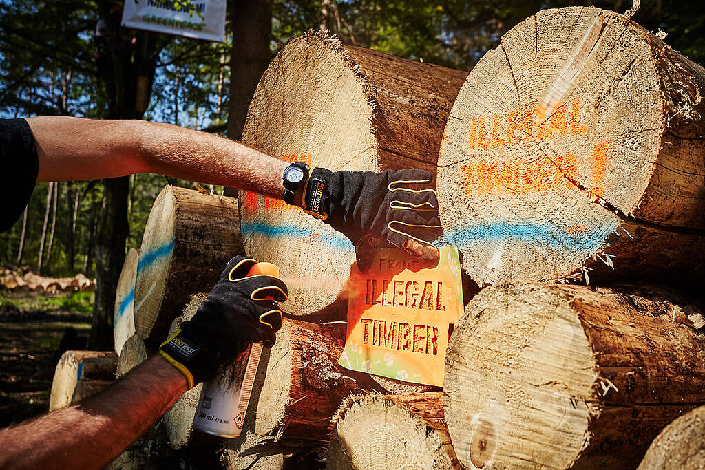 Activists in Bialowieza Forest. © Greenpeace