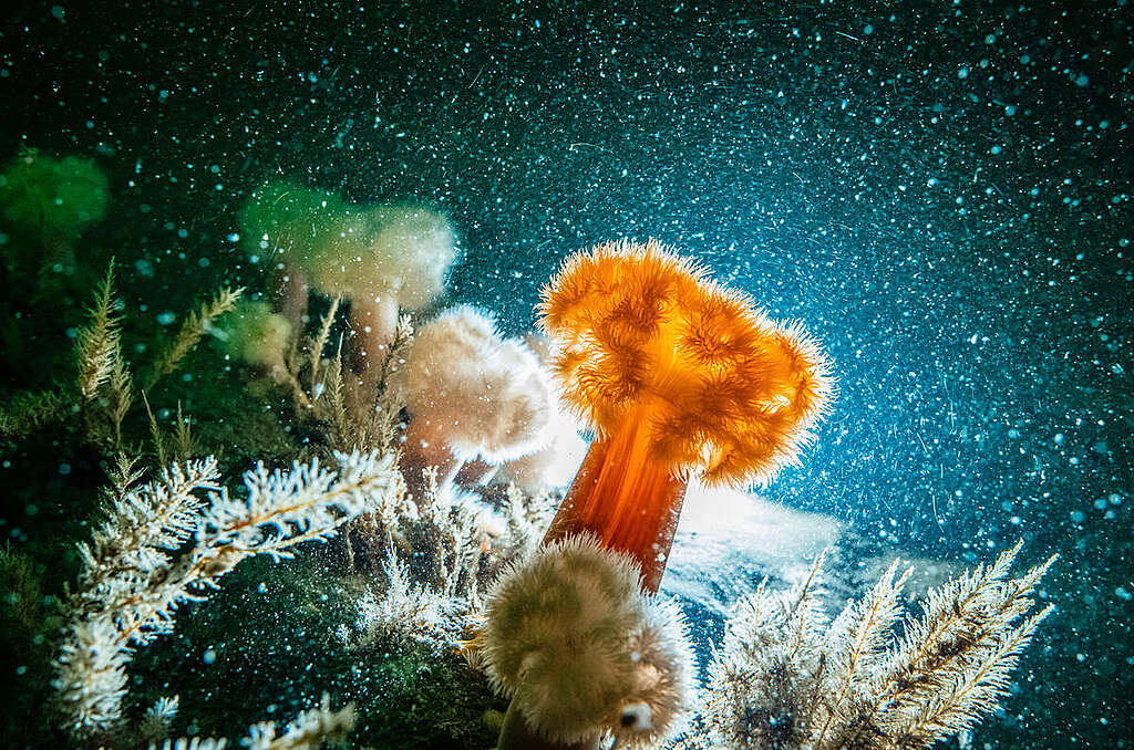 Underwater Sea Life Seen in Borkum Gas Project Research Dive. © Uli Kunz / Submaris / Greenpeace