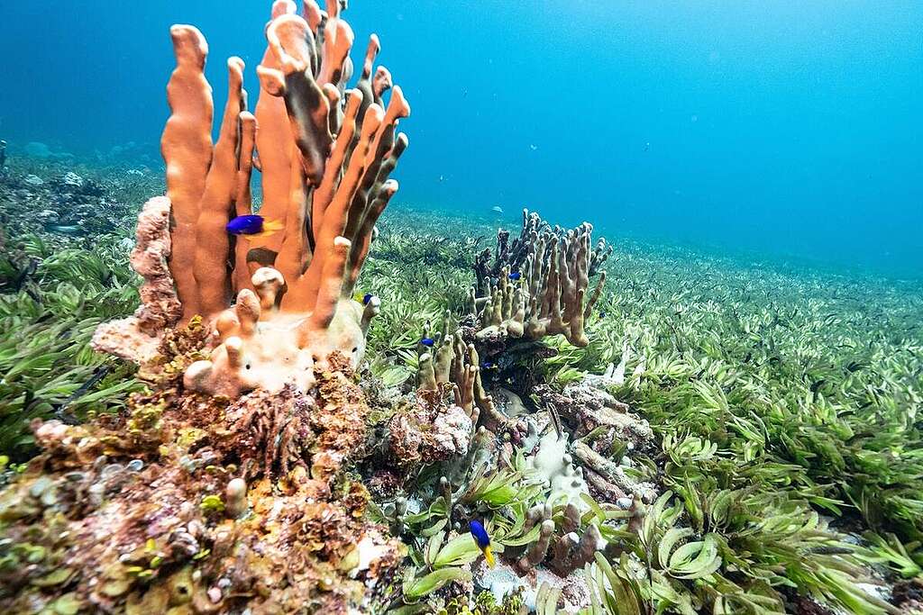 Sea Grass at Saya De Malha Bank in the Indian Ocean. © Tommy Trenchard / Greenpeace