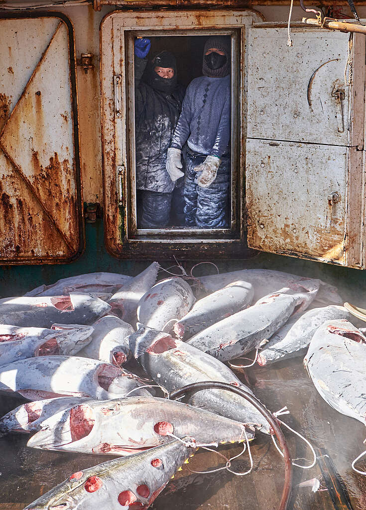 Crew with Dead Tuna on Longline Fishing Vessel in the Pacific Ocean. © Mark Smith / Greenpeace