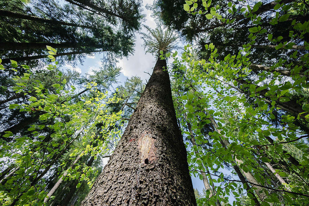 Carpathian Forest in Romania. © Răzvan Dima / Greenpeace Carpathian Forest in Romania. © Răzvan Dima / Greenpeace