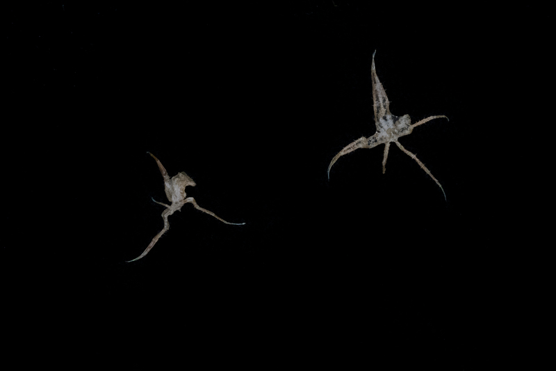 Pycnogonid sea spiders, sample specimens collected from a submarine found in Half Moon Bay, outside Livingston Island in the Antarctic. © Christian Åslund / Greenpeace