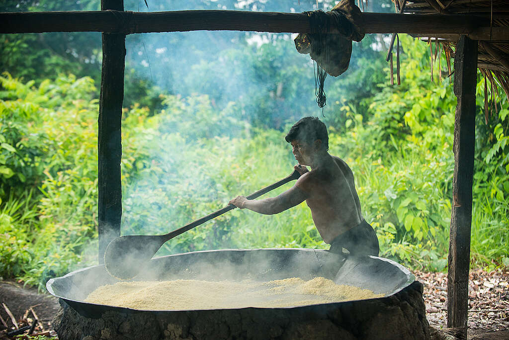 Manioc Flour Production in Sawré Muybu Village in the Amazon Rainforest. © Valdemir Cunha / Greenpeace