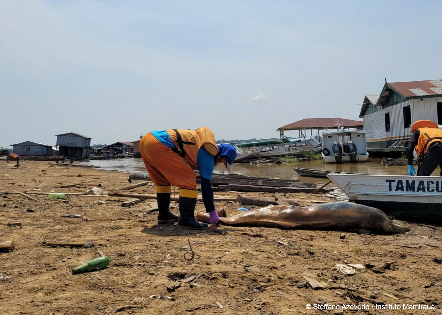 A dead pink dolphin is found in a dry lake in Tefé, in the Amazon. © Stéffane Azevedo / Instituto Mamirauá