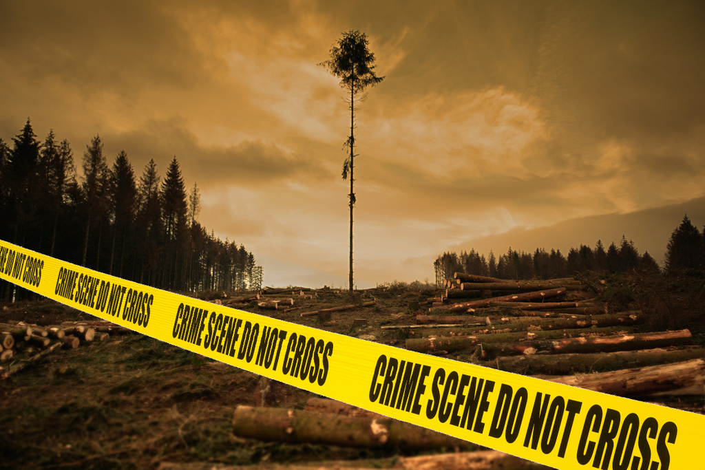 Lone tree standing in deforested area with crime scene tape imposed over the image