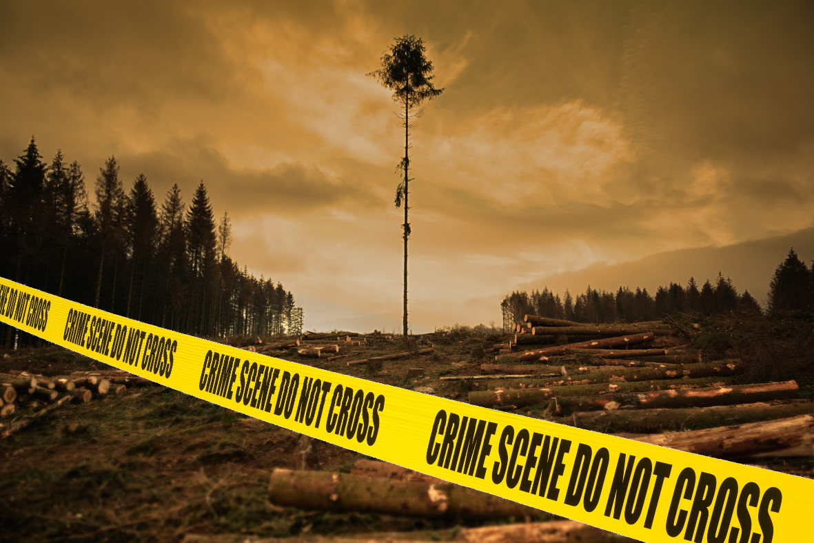 Lone tree standing in deforested area with crime scene tape imposed over the image