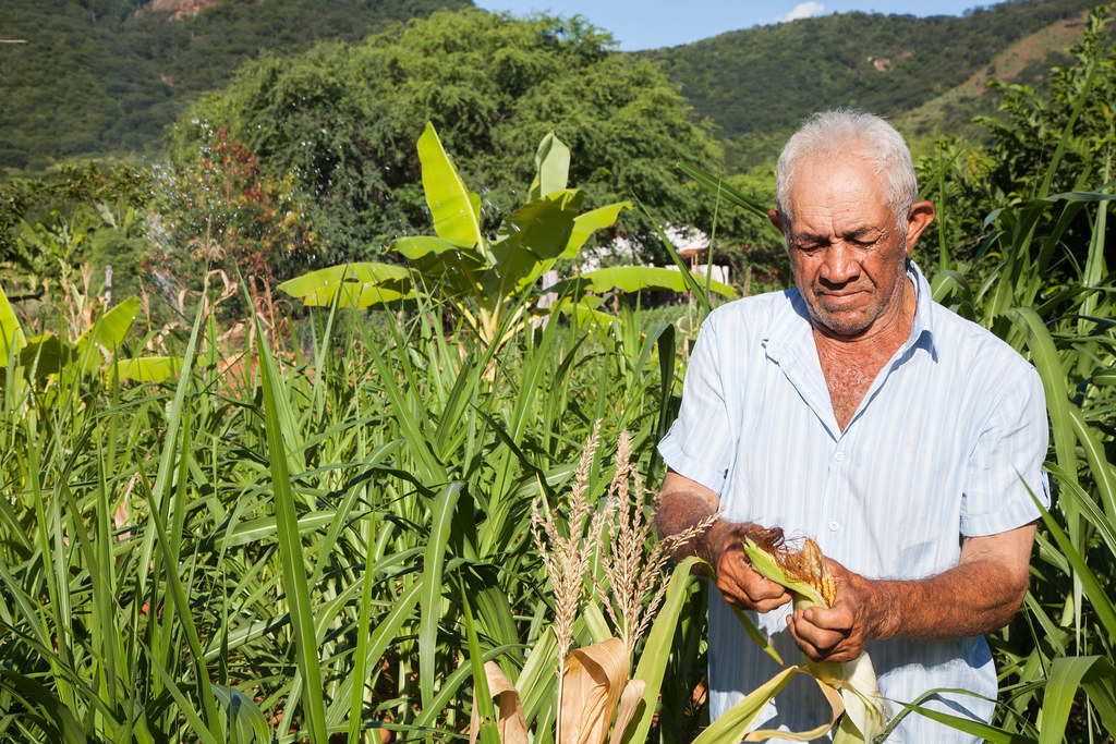 Agroflorestry in the Community Enjeitado