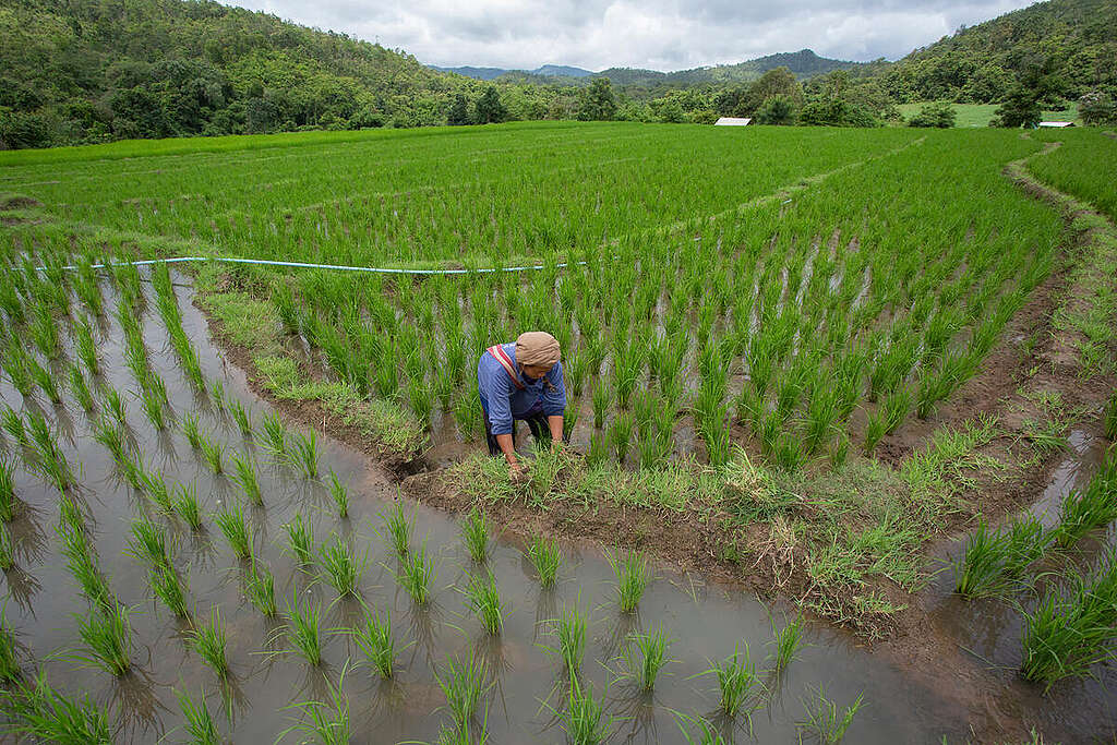 Rice field that uses the water from Pha Khao creek, one of the main water resources of Kaboedin community. © Chanklang  Kanthong / Greenpeace