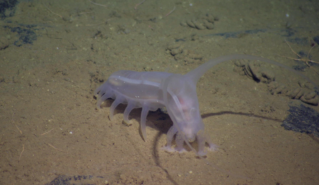 Sea pig crawling along the seafloor